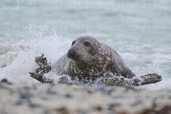 Grey seal (Halichoerus grypus) coming out of the water on the beach, Düne, Helgoland,