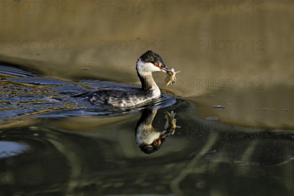 Slavonian grebe (Podiceps auritus), adult, in a white plumage, winter plumage, swimming with a fish