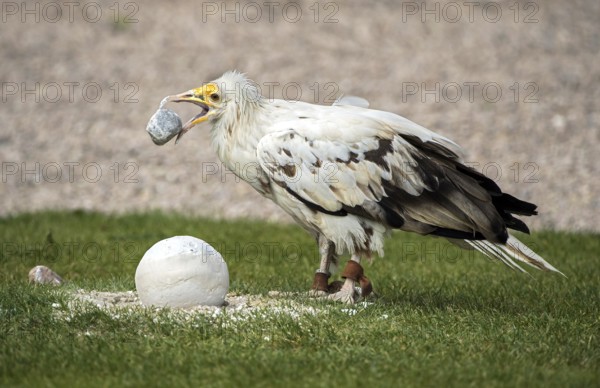 Egyptian vulture (Neophron percnopterus) using a stone as a tool to open the hard shell of an