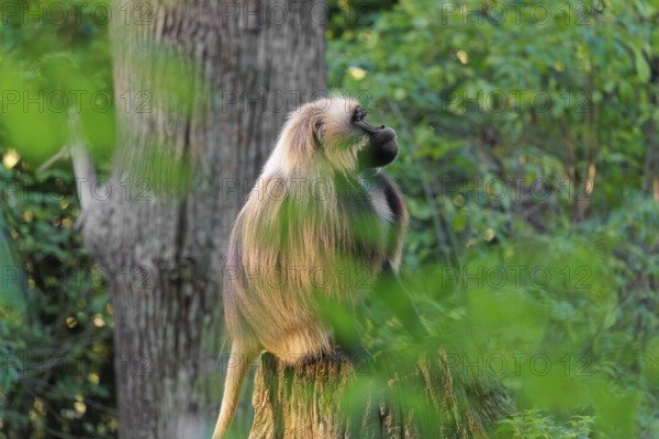 A male Gelada (Theropithecus gelada), or bleeding-heart monkey sits in beautiful light on a rotten