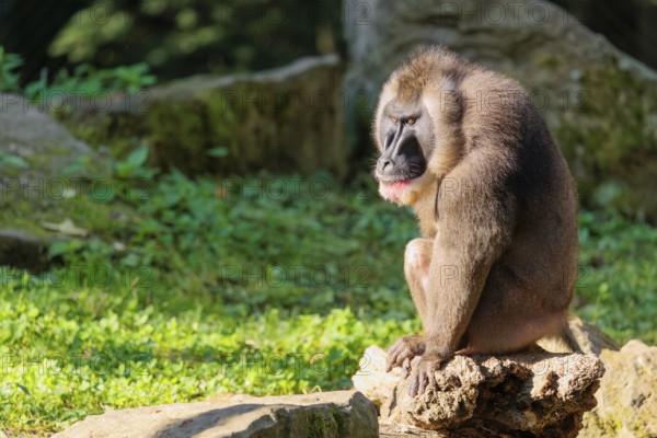 An adult male drill (Mandrillus leucophaeus) sits on a rock on the forest floor and enjoys the