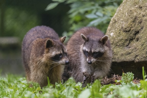 Two adult Raccoons, Procyon lotor, standing on a meadow side by side. A rock and green vegetation