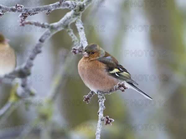 Chaffinch (Fringilla coelebs), male adult bird perched on a frost covered branch, with its feathers
