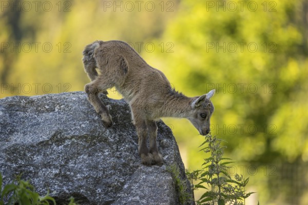 One baby ibex (Capra ibex) standing on a rock, bent down and sniffing on a stinging nettle. Some