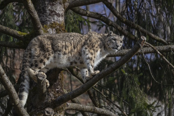 One adult snow leopard (Panthera uncia) standing high up in a tree, watching something in the