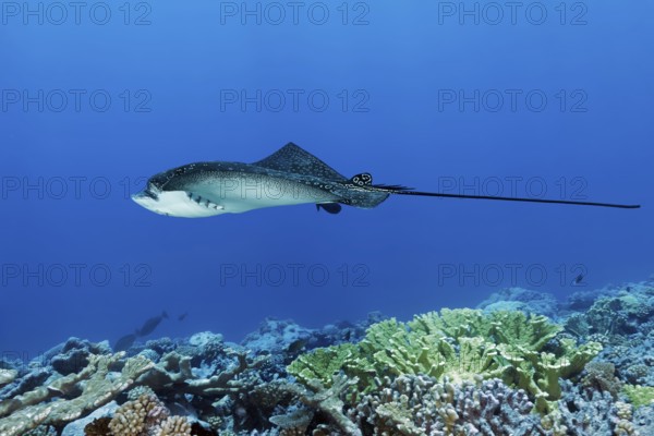 Spotted eagle ray (Aetobatus narinari), swimming close over coral reef, Tuamotu Archipelago