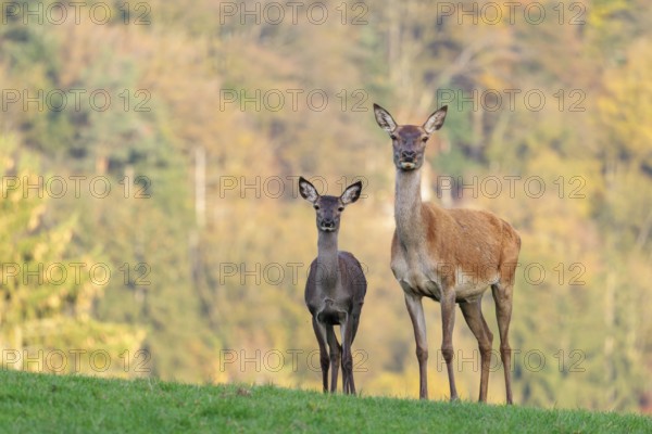 An adult red deer hind (Cervus elaphus) and a calf are standing in a meadow in the beautiful