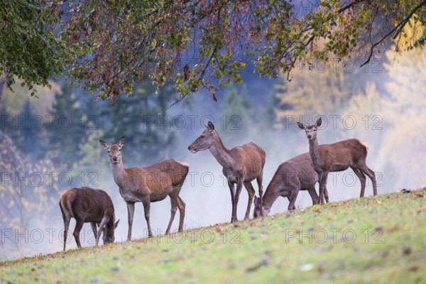 Five red deer hinds (Cervus elaphus) stand in a meadow, A forest with autumn leaves can be seen in