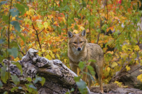 One golden jackal (Canis aureus) stands on a fallen tree trunk. Behind him is a tree in intense