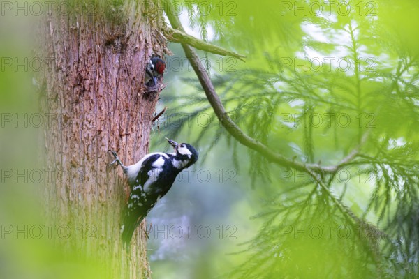 Great spotted woodpecker (Dendrocopos major), almost fledged young bird looking with interest at