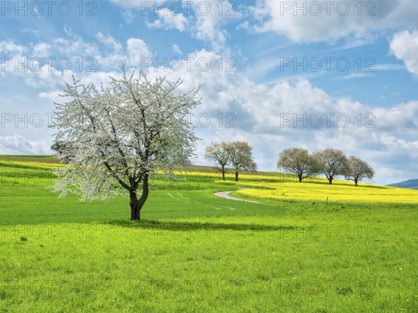 Typical field landscape in spring, blossoming cherry trees and rape field, green meadow, blue sky
