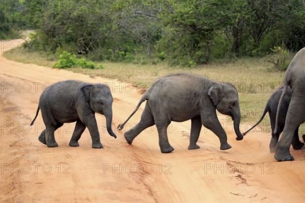 Asian elephant (Elephas maximus maximus), Sri Lanka elephant, young elephant crossing road, Yala