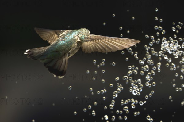 Anna's hummingbird (calypte anna) enjoying the water fountain drops
