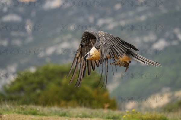 Bearded Vulture (Gypaetus barbatus) adult bird in flight with mountains in the backround, Pyrenees,