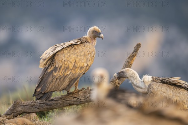 Griffon Vulture (Gyps fulvus) sitting on an old gnarled root in autumn, Pyrenees, Catalonia, Spain,