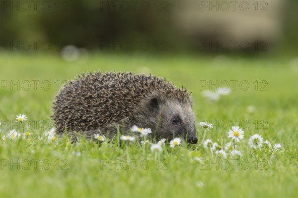 European hedgehog (Erinaceus europaeus) adult animal on an urban garden grass lawn with flowering