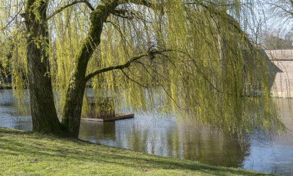 Weeping willow (Salix babylonica) in spring, Ahaus, Münsterland, North Rhine-Westphalia, Germany,