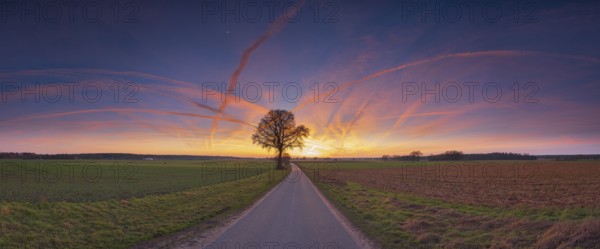 View along a road to a solitary tree in an agricultural environment with blue sky streaked with