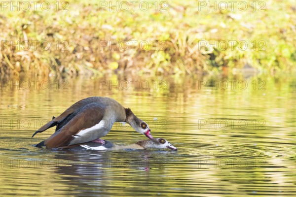 Two Nile Geese (Alopochen aegyptiacus) mating in the water of a pond surrounded by green foliage,