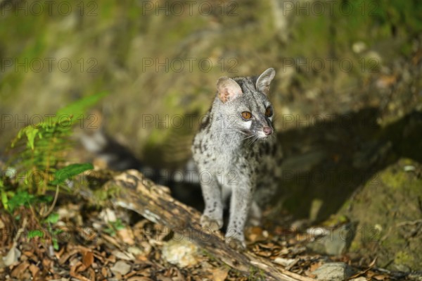 Common genet (Genetta genetta), wildlife in a forest, Montseny National Park, Catalonia, Spain,