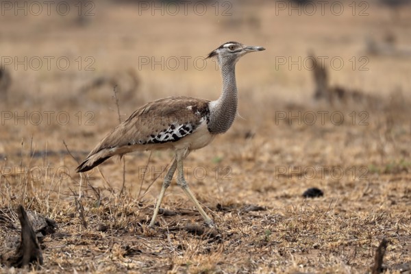 Giant bustard, kori bustard (Ardeotis kori), adult, running, foraging, alert, Kruger National Park,