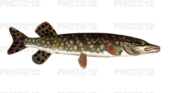 Fish, Fish, Genus of pike, Esox Lucio, Esox lucius, Pike, Northern pike, Historical, digitally