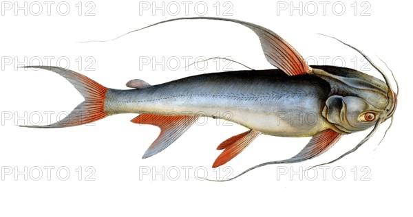 Fish, Fish, Fish genus from the family of the true catfishes within the order of the catfishes,