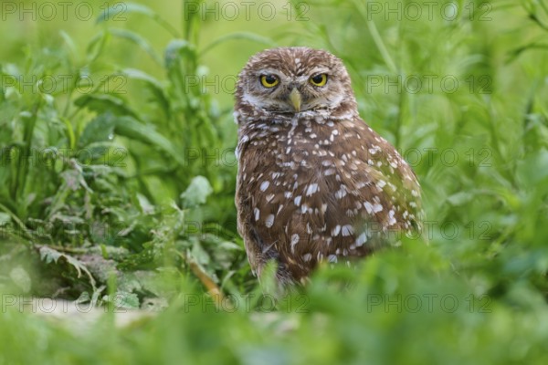 Burrowing owl (Speotyto cunicularia), sitting in a meadow, Pembroke Pines, Florida, USA, North