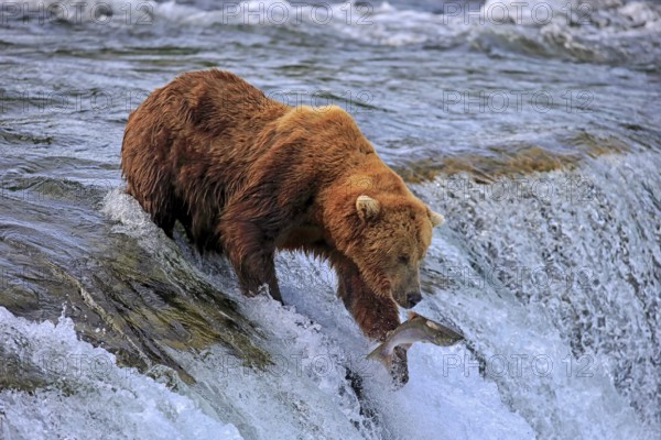 Grizzly bear (Ursus arctos horribilis), adult, in water, in summer, hunting with salmon, Brookes
