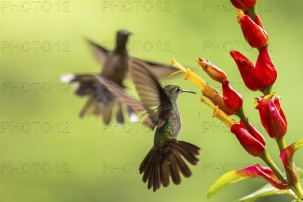 Green-fronted Brilliant Hummingbird (Heliodoxa jacula), Hummingbird (Trochilidae), Swiftbirds