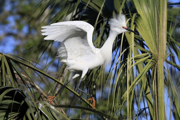 Great Egret (Egretta thula), adult, in breeding plumage, during breeding season, on tree, St.