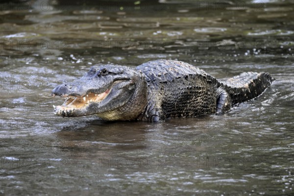 Mississippi Alligator (Alligator mississippiensis), pike alligator, adult, male, in water,