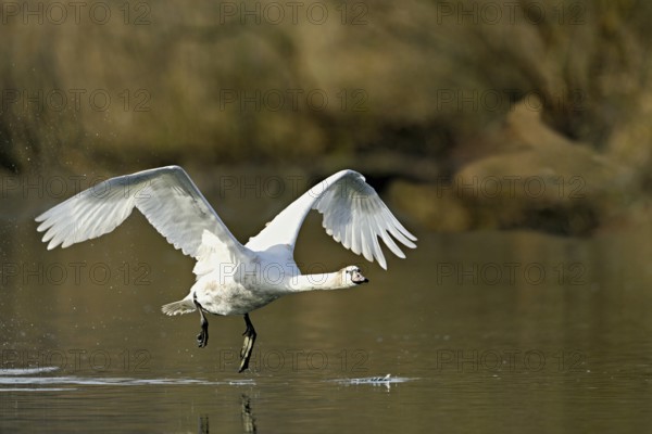 Mute swan (Cygnus olor), taking off from the water, Flachsee, nature reserve, Reusstal, Canton