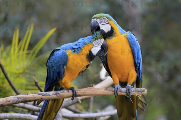 Yellow-breasted Macaw (Ara ararauna), adult, perch, pair, social behaviour, plumage care, South