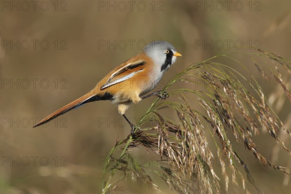 Bearded tit or reedling (Panurus biarmicus) adult male bird on a reed seedhead in a reedbed,