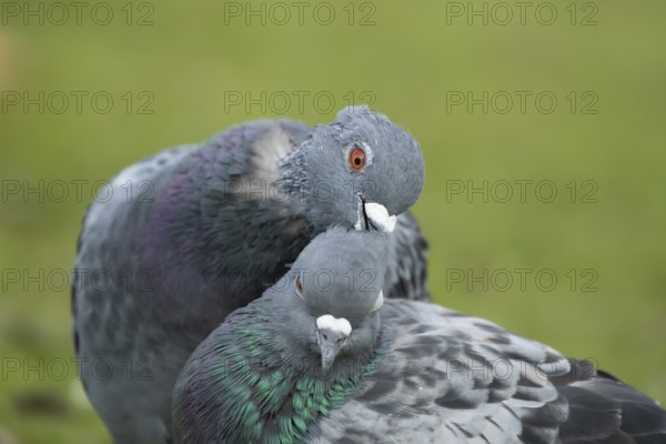 Feral pigeon (Columba livia domestica) two adult dove birds performing their courtship love