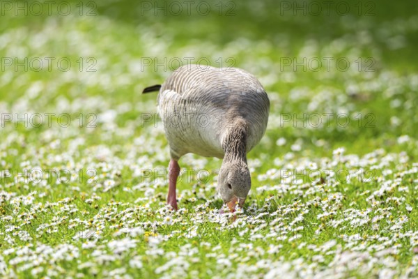 Greylag goose (Anser anser) on a field, Franconia, Bavaria, Germany, Europe