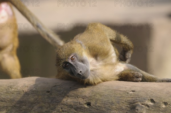 A baboon lies relaxed on a tree trunk and rests, Guinea baboon (Papio papio), captive, Germany,