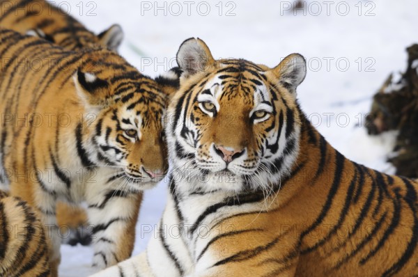 A tiger cub and a tiger mother lie in the snow and show a harmonious coexistence, Siberian tiger