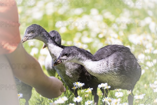 Eurasian Coot chicks (Fulica atra) three standing in a meadow, curiously looking at a child's hand,