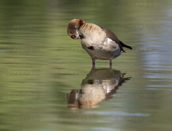Egyptian goose (Alopochen aegyptiacus) grooming its feathers in shallow water in a pond, Thuringia,