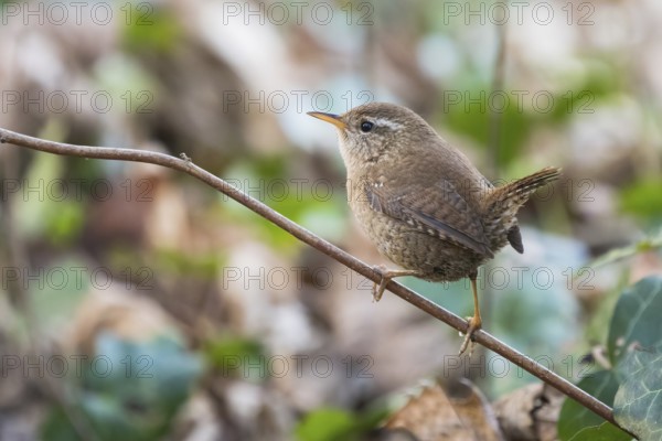 A wren (Troglodytes troglodytes) sitting on a branch with a blurred, natural background, Hesse,