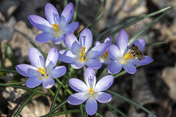 Elfin crocus (Crocus tommasinianus) with honey bee (Apis mellifera), Emsland, Lower Saxony,
