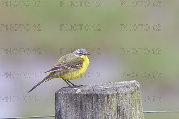Yellow wagtail (Motacilla flava), on a pasture fence post, Dümmer, Lake Dümmer, Ochsenmoor, Hüde,