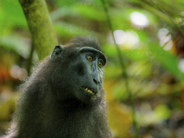 Black crested macaque (Macaca nigra), Tangoko National Park, Sulawesi, Indonesia, Asia