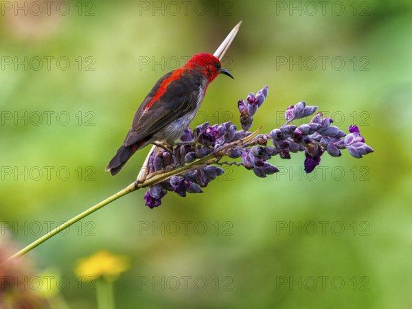 Sulawesi honeyeater (Myzomela chloroptera) red small bird on flower umbels, Sulawesi, Indonesia,
