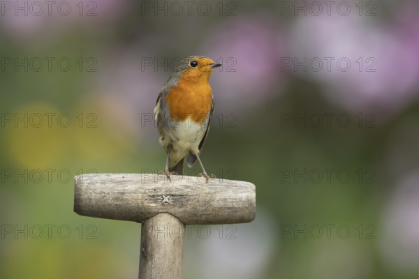 European robin (Erithacus rubecula) adult bird on a garden fork handle, England, United Kingdom,