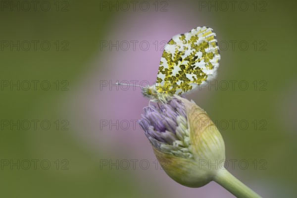 Orange tip butterfly (Anthocharis cardamines) adult insect resting on garden Allium flowers in