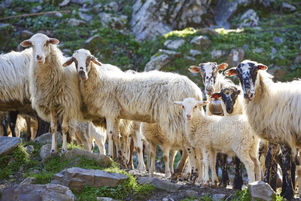 Flock of sheep with lamb on rocky pastureland, sheep (e) or goat (n), ovis, caprae, Crete, Greek