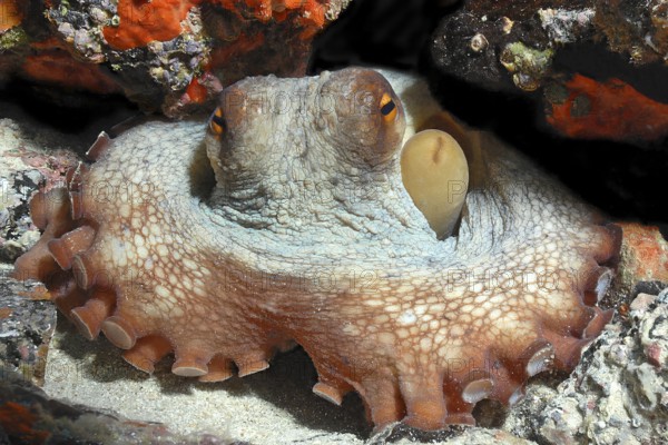Octopus (Octopus vulgaris) hiding blocks access to cave dwelling with tentacles looks directly at